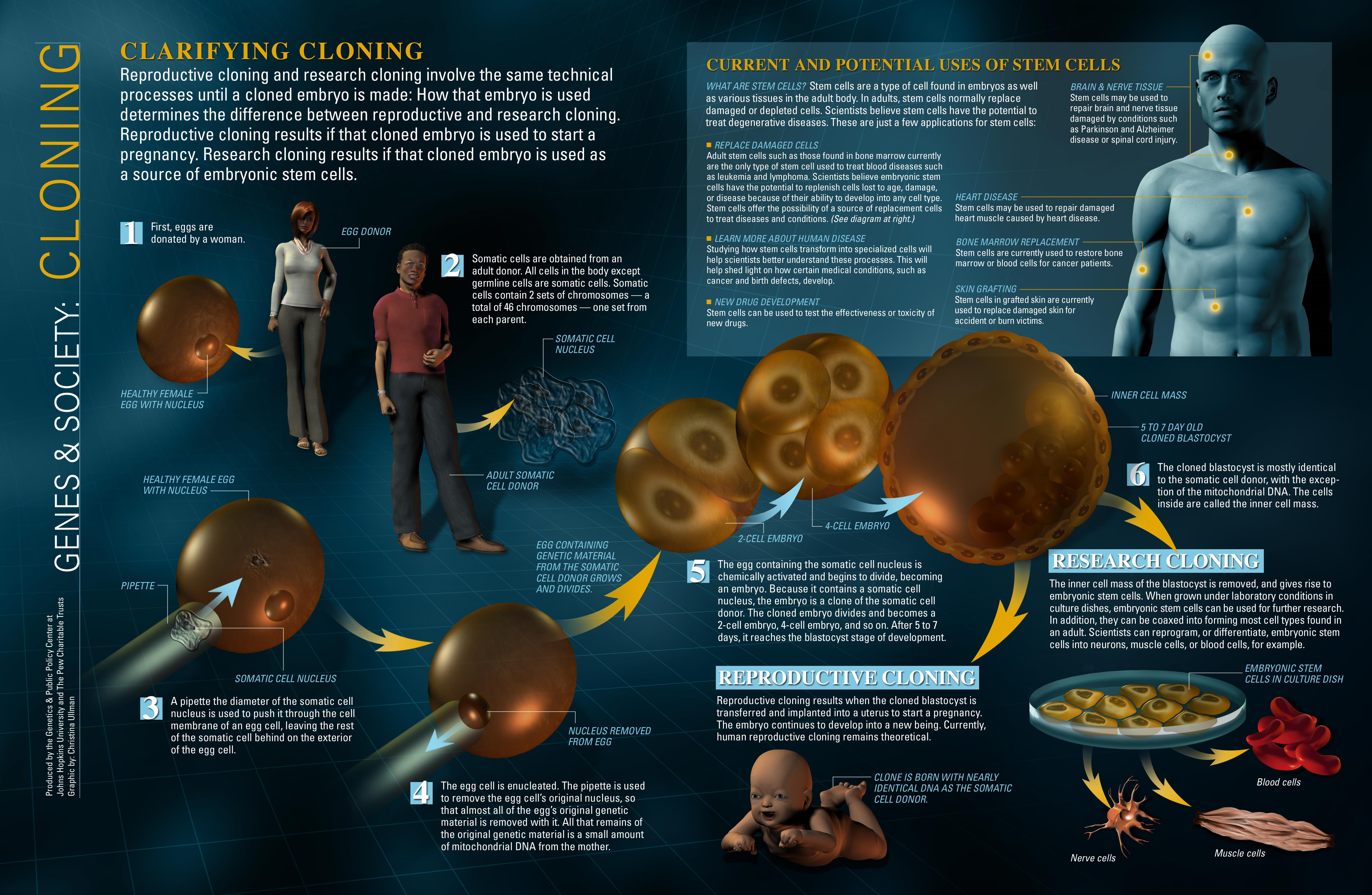 an-infograph-all-about-cloning_54afd2c28bc44.jpg
